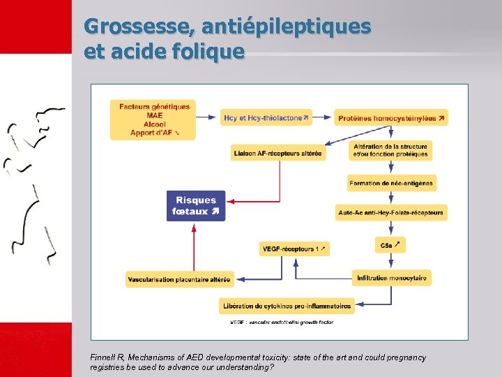 Grossesse, antiépileptiques et acide folique Finnell R, Mechanisms of AED developmental toxicity: state of
