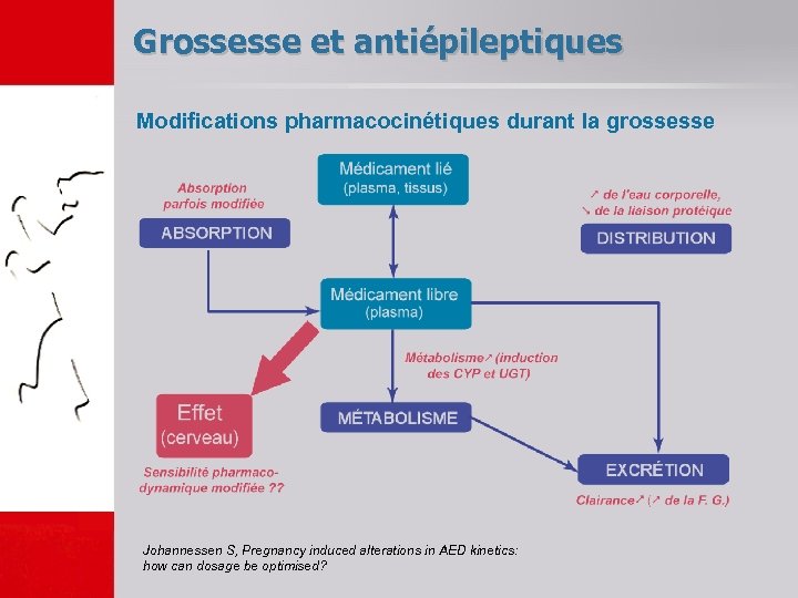 Grossesse et antiépileptiques Modifications pharmacocinétiques durant la grossesse Johannessen S, Pregnancy induced alterations in