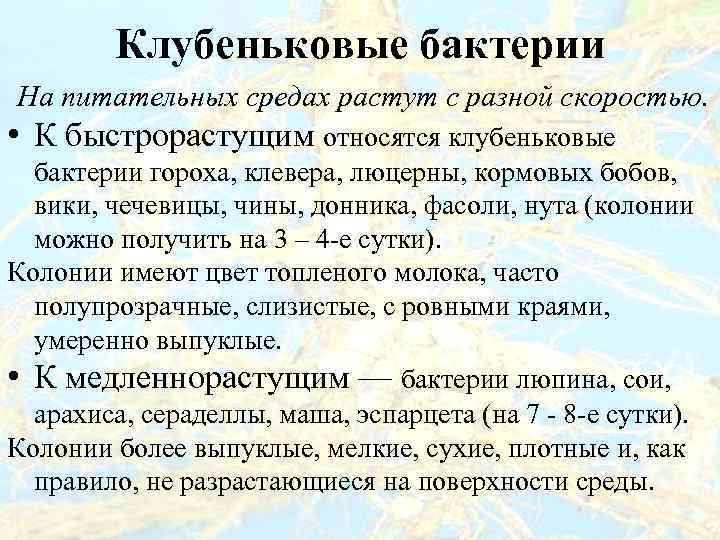 Клубеньковые бактерии На питательных средах растут с разной скоростью. • К быстрорастущим относятся клубеньковые