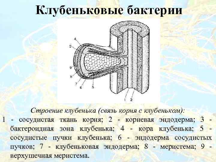 Рассмотрите рисунок и опишите то что вы видите сформулируйте основные функции клубеньковых бактерий