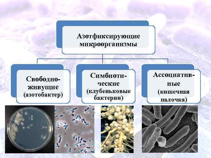 Цианобактерии редуценты