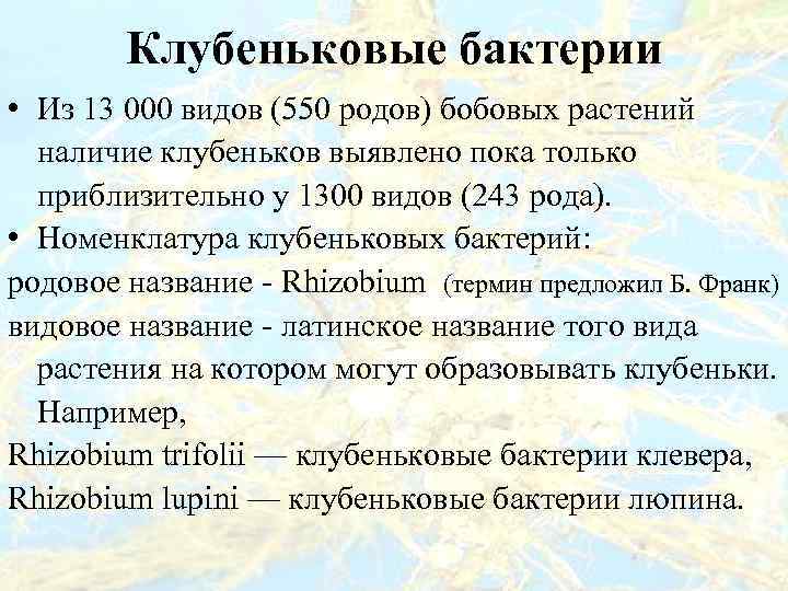 Клубеньковые бактерии • Из 13 000 видов (550 родов) бобовых растений наличие клубеньков выявлено