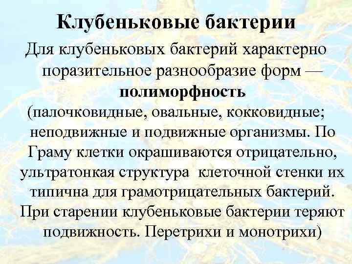 Клубеньковые бактерии Для клубеньковых бактерий характерно поразительное разнообразие форм — полиморфность (палочковидные, овальные, кокковидные;