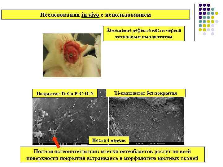 Исследования in vivo с использованием Замещение дефекта кости черепа титановым имплантатом Покрытие Ti-Ca-P-C-O-N Ti-имплантат