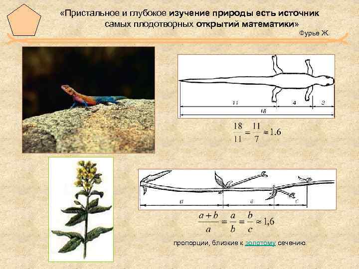 «Пристальное и глубокое изучение природы есть источник самых плодотворных открытий математики» Фурье Ж.