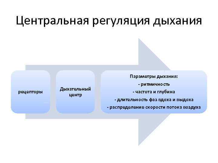 Центральная регуляция дыхания рецепторы Дыхательный центр Параметры дыхания: - ритмичность - частота и глубина