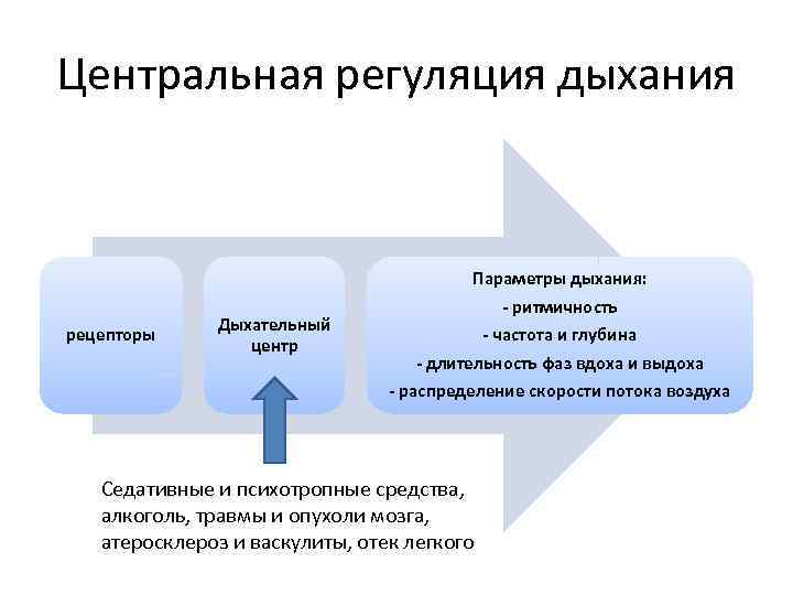 Центральная регуляция дыхания рецепторы Дыхательный центр Параметры дыхания: - ритмичность - частота и глубина