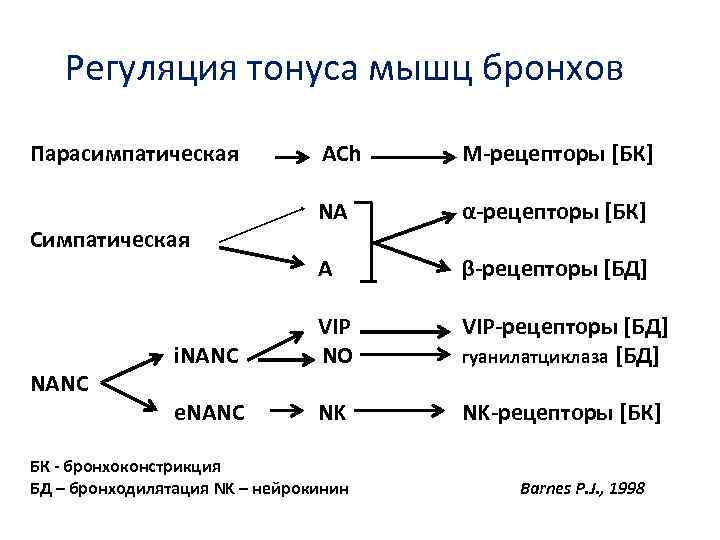 Регуляция тонуса мышц бронхов Парасимпатическая ACh M-рецепторы [БК] NA α-рецепторы [БК] A β-рецепторы [БД]