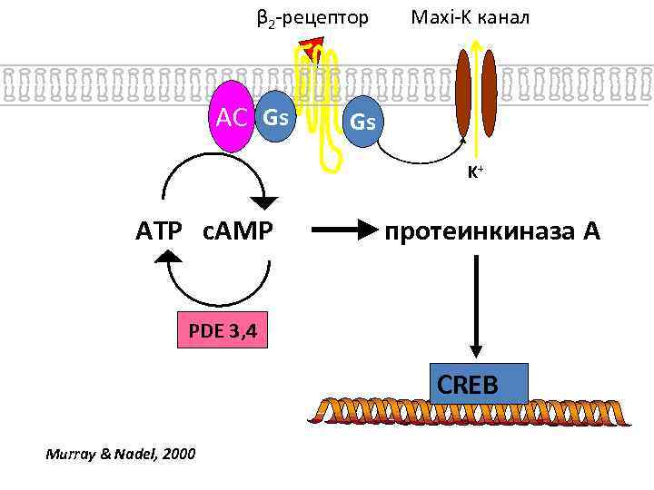 β 2 -рецептор AC Gs Maxi-K канал Gs K+ ATP c. AMP протеинкиназа A