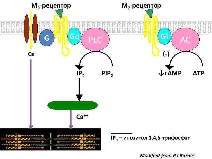 M 3 -рецептор G M 2 -рецептор Gq Gi PLC AC (-) Ca++ IP