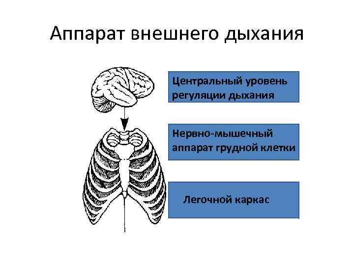 Аппарат внешнего дыхания Центральный уровень регуляции дыхания Нервно-мышечный аппарат грудной клетки Легочной каркас 