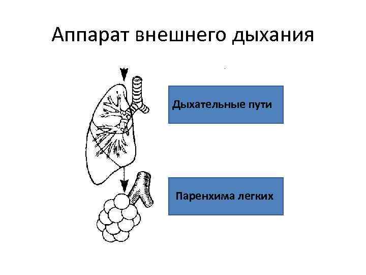 Аппарат внешнего дыхания Дыхательные пути Паренхима легких 