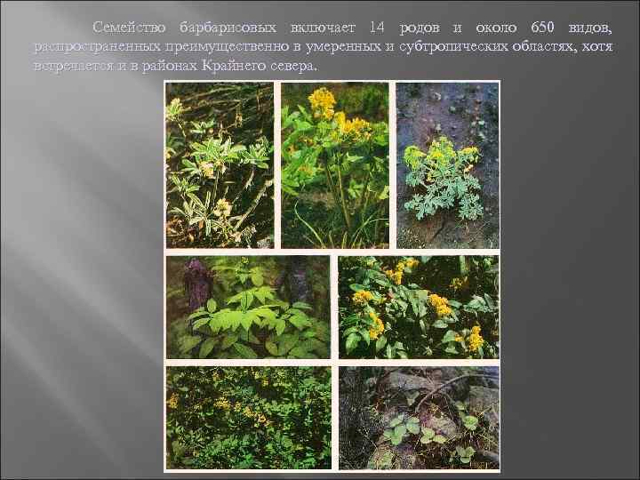 Семейство барбарисовых включает 14 родов и около 650 видов, распространенных преимущественно в умеренных и