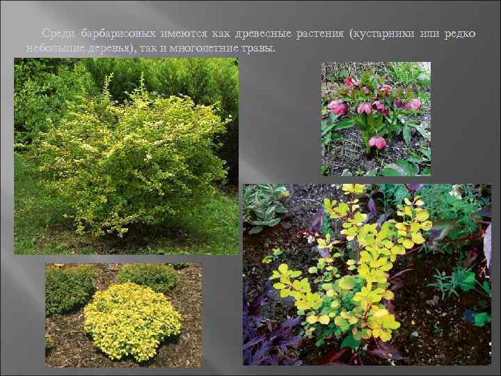 Среди барбарисовых имеются как древесные растения (кустарники или редко небольшие деревья), так и многолетние