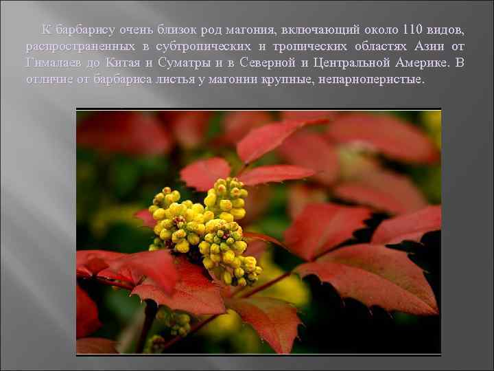 К барбарису очень близок род магония, включающий около 110 видов, распространенных в субтропических и