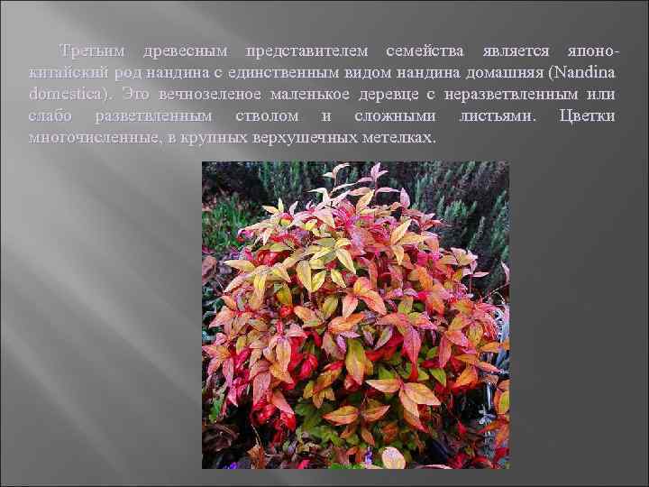 Третьим древесным представителем семейства является японокитайский род нандина с единственным видом нандина домашняя (Nandina