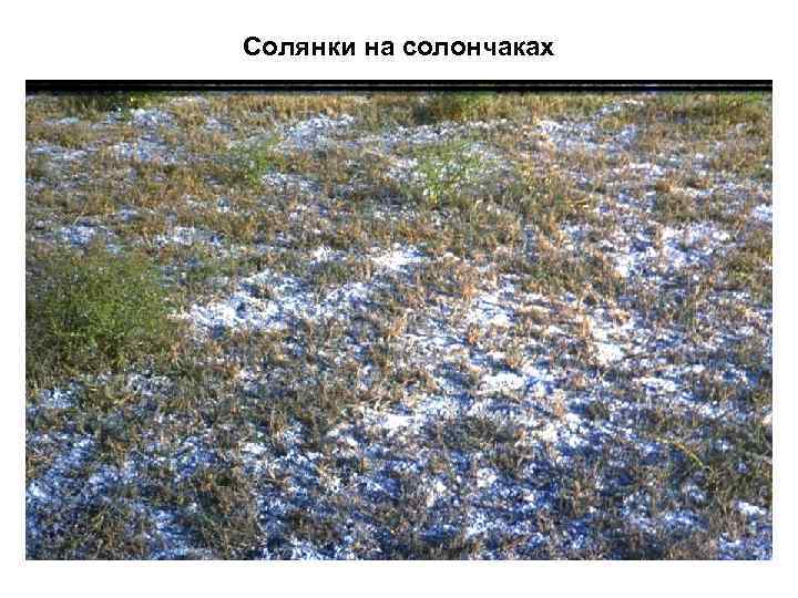 Солянки на солончаках 