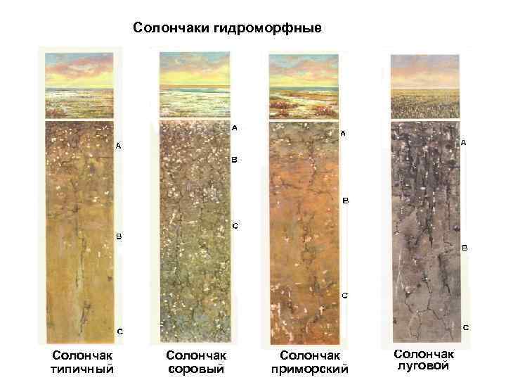Солончаки гидроморфные Солончак типичный Солончак соровый Солончак приморский Солончак луговой 