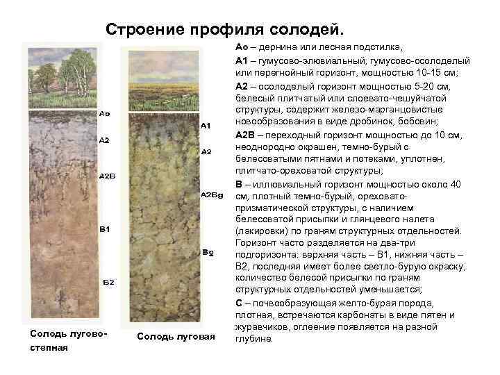 Ореховатая структура почвы