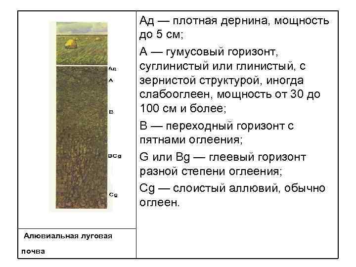 Аллювиальные почвы презентация