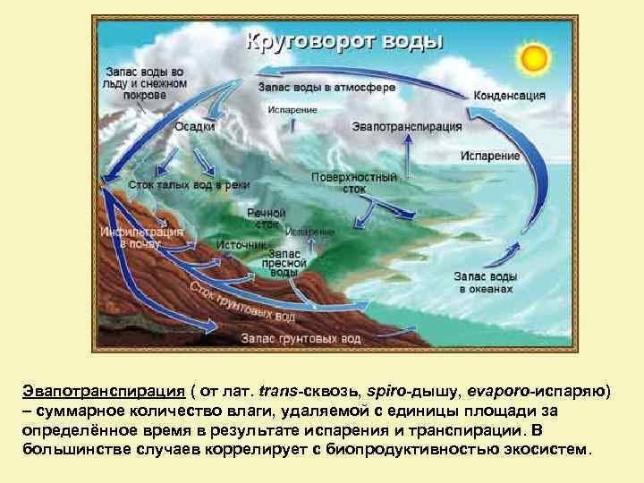 Эвапотранспирация ( от лат. trans-сквозь, spiro-дышу, evaporo-испаряю) – суммарное количество влаги, удаляемой с единицы