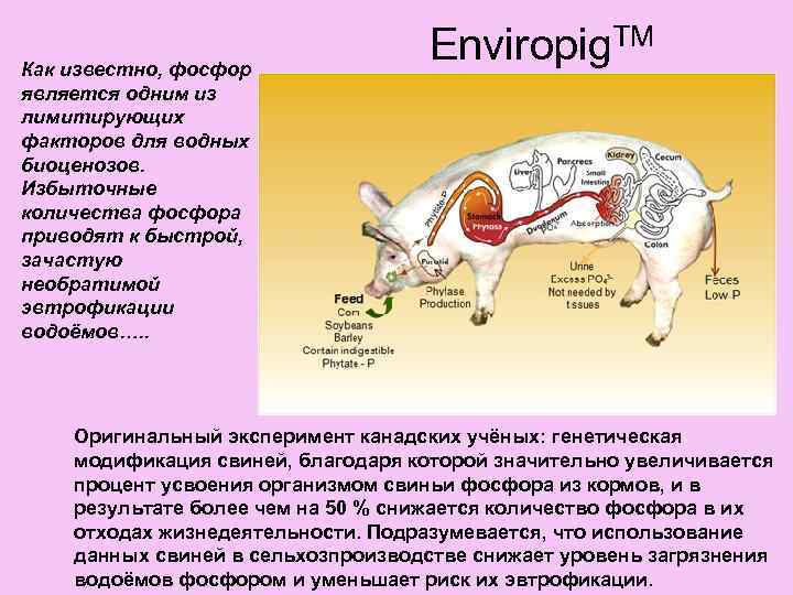 Как известно, фосфор является одним из лимитирующих факторов для водных биоценозов. Избыточные количества фосфора