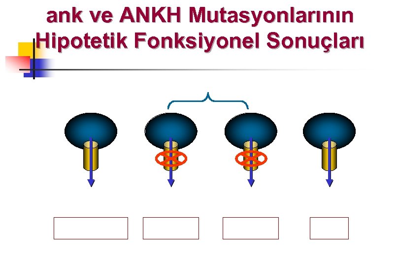 ank ve ANKH Mutasyonlarının Hipotetik Fonksiyonel Sonuçları 