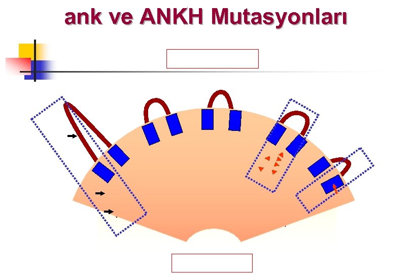 ank ve ANKH Mutasyonları 