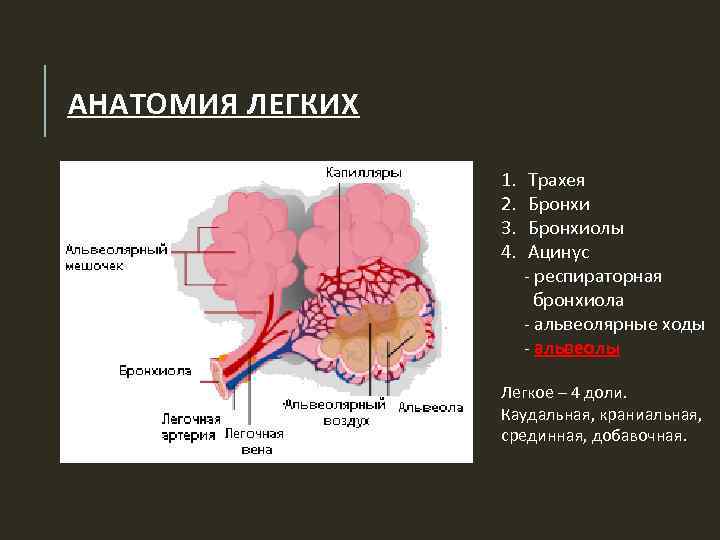 Картинки альвеолы легких