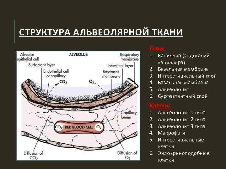 Слои базальной мембраны