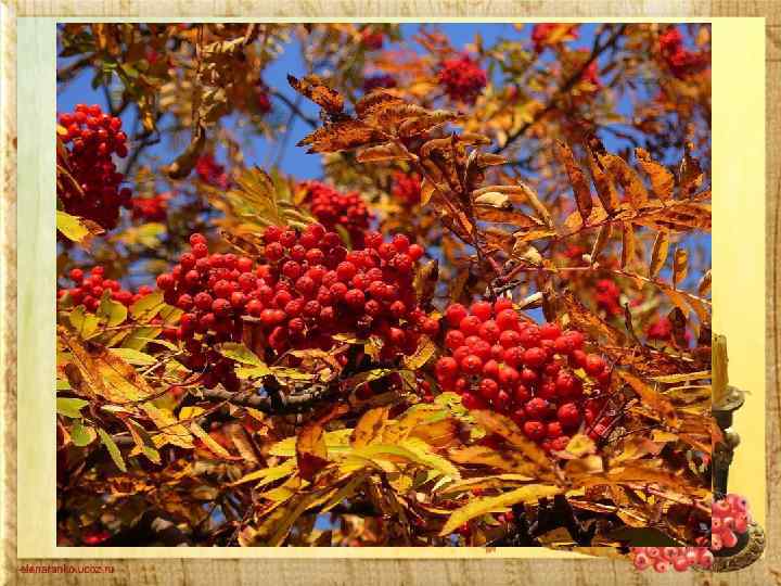 Вікторина Весною зазеленіла, Влітку загоріла, Восени наділа Червоні корали. 