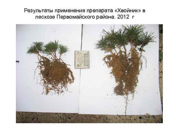 Результаты применения препарата «Хвойник» в лесхозе Первомайского района. 2012 г 