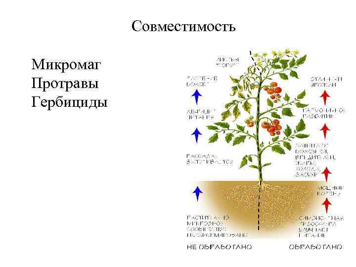 Совместимость Микромаг Протравы Гербициды 