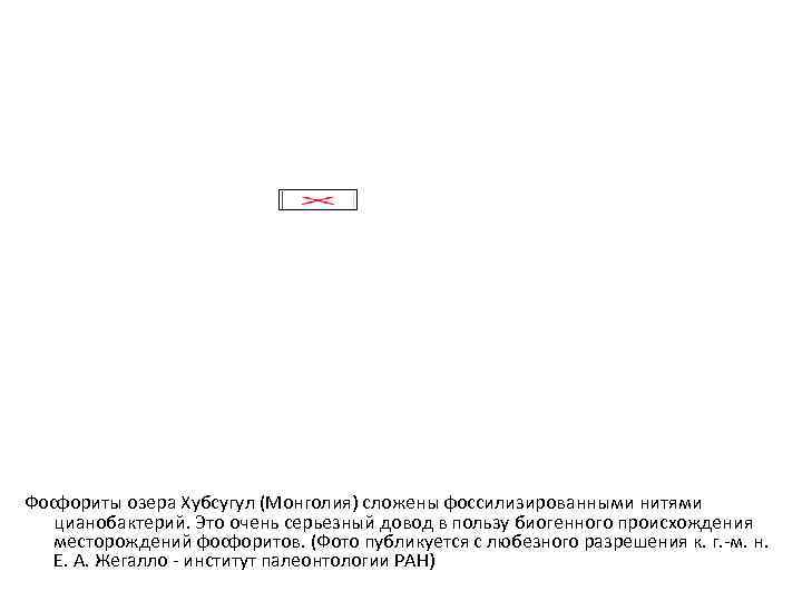  Фосфориты озера Хубсугул (Монголия) сложены фоссилизированными нитями цианобактерий. Это очень серьезный довод в