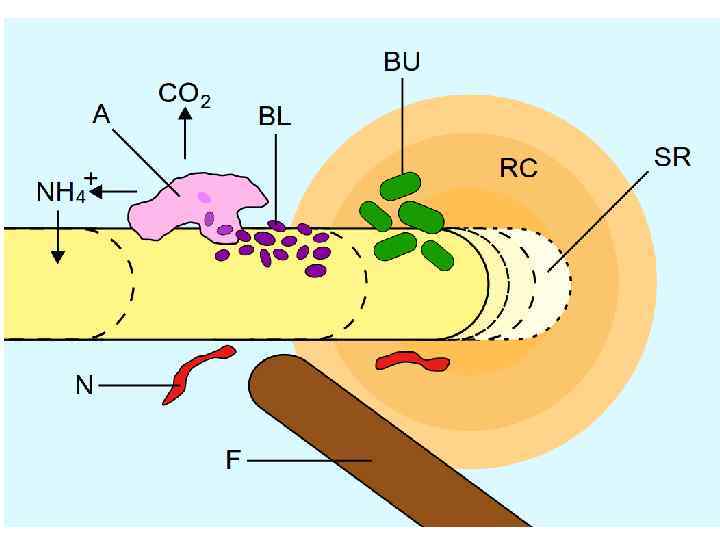 Компьютерная карта гумуса почв, кг С/м 2 (получено А. М. Тарко) 