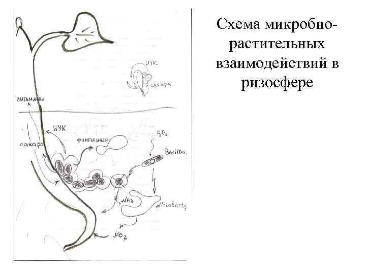 Схема микробнорастительных взаимодействий в ризосфере 