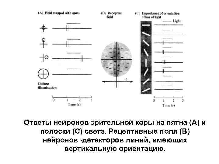 Ответы нейронов зрительной коры на пятна (А) и полоски (С) света. Рецептивные поля (В)