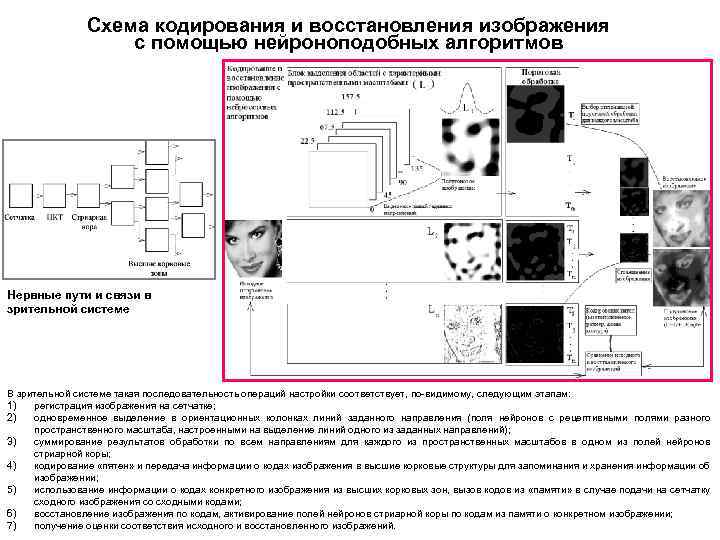 Схема кодирования и восстановления изображения с помощью нейроноподобных алгоритмов Нервные пути и связи в