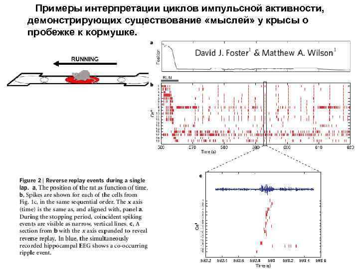  Примеры интерпретации циклов импульсной активности, демонстрирующих существование «мыслей» у крысы о пробежке к