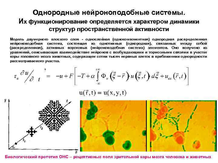 Однородные нейроноподобные системы. Их функционирование определяется характером динамики структур пространственной активности Модель двумерного плоского