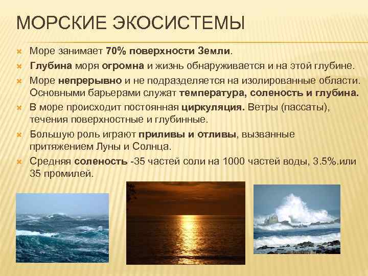 Морская экосистема презентация