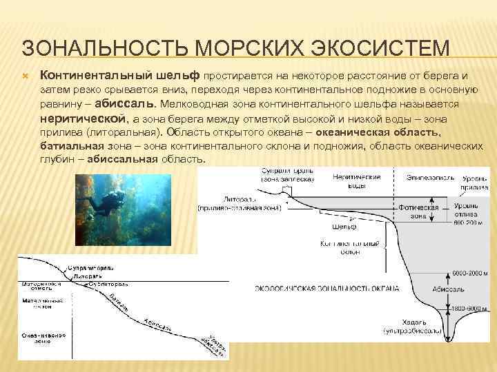 Зоны морского океана. Экосистема океана схема. Континентальный шельф экосистема. Зональность морских экосистем. Континентальные экосистемы.