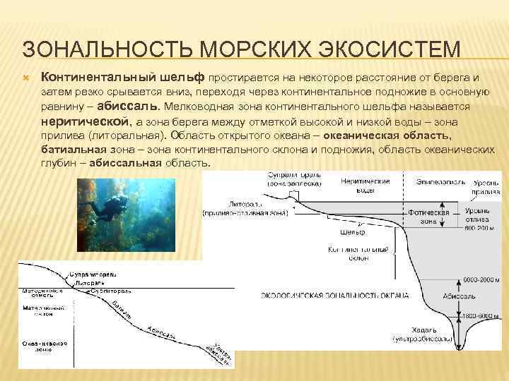 Зональность мирового океана. Экосистема континентального шельфа. Зональность морских экосистем. Континентальные экосистемы. Вертикальная зональность мирового океана.