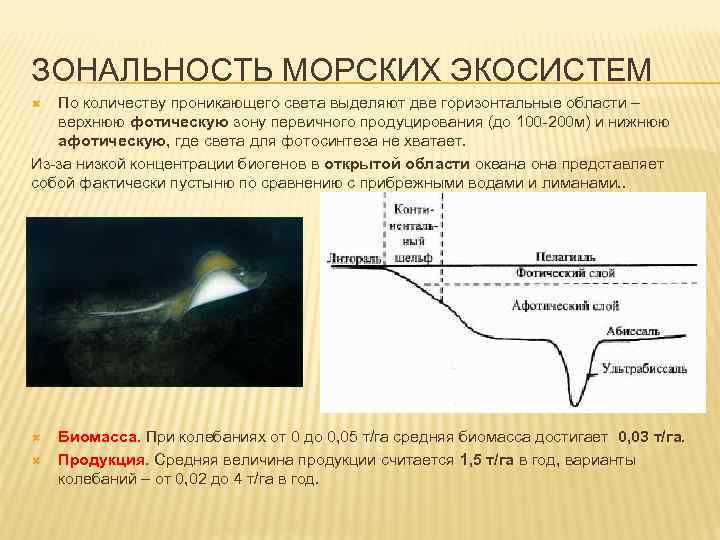 ЗОНАЛЬНОСТЬ МОРСКИХ ЭКОСИСТЕМ По количеству проникающего света выделяют две горизонтальные области – верхнюю фотическую