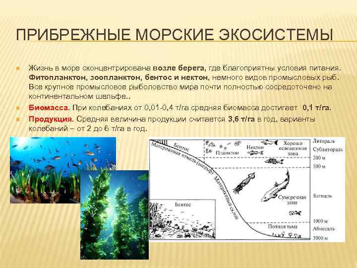 Известно что у прибрежных водорослей. Морские экосистемы характеристика. Прибрежные морские экосистемы. Структура морских экосистем. Прибрежно водная экосистема.