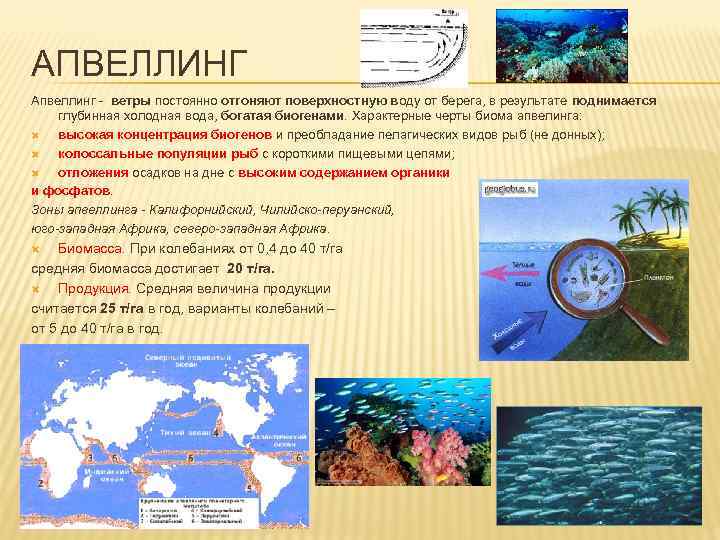 АПВЕЛЛИНГ Апвеллинг - ветры постоянно отгоняют поверхностную воду от берега, в результате поднимается глубинная