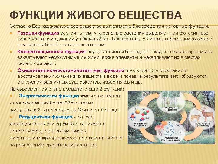 ФУНКЦИИ ЖИВОГО ВЕЩЕСТВА Согласно Вернадскому, живое вещество выполняет в биосфере три основные функции. Газовая