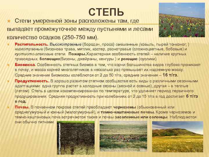 Географическое положение лесостепей и степей в россии. Природная зона степь климат. Характеристика зоны степей. Степной Тип растительности. Общий вид растительности в степи.