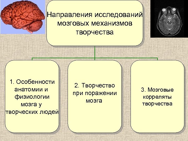 Направления исследований мозговых механизмов творчества 1. Особенности анатомии и физиологии мозга у творческих людей