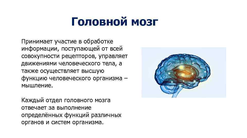 Головной мозг Принимает участие в обработке информации, поступающей от всей совокупности рецепторов, управляет движениями